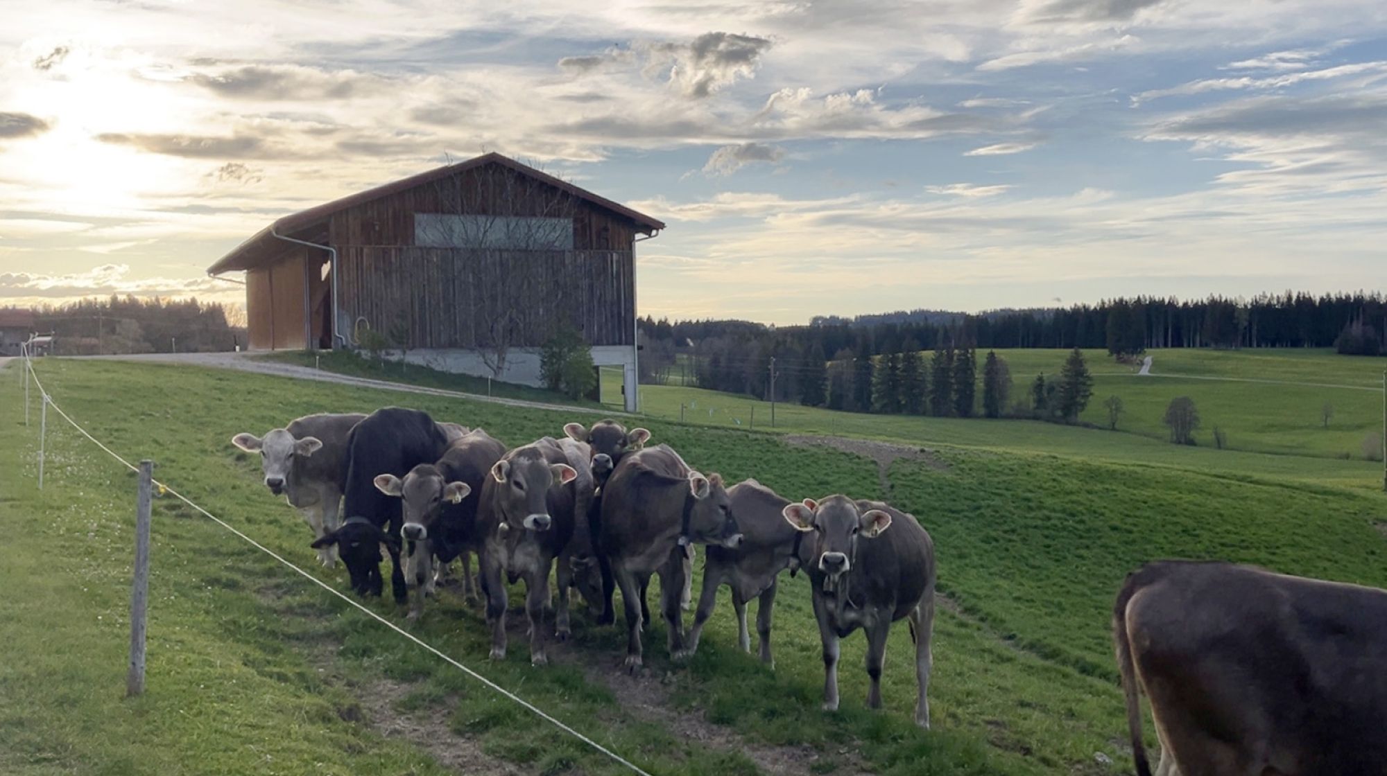 Kühe auf der Weide im Herbst